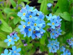 勿忘我（资料图）