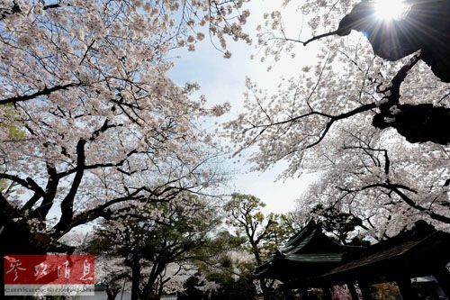 资料图：在日本东京一家寺院，古老樱树绽放樱花。新华社记者马平摄