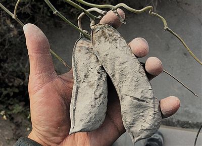 1月23日，独山村靠近碎石场的农作物被厚厚的粉尘包裹，枯竭死亡。