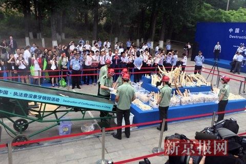 这些象牙被放在一个由14名警察守卫的警戒线内，还有一台粉碎机准备将这些象牙销毁。新京报记者 吴江 摄