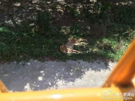 图说：上海野生动物园多辆观光车被困猛兽区。微博图