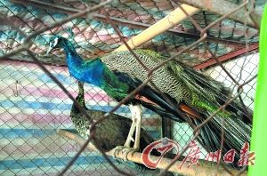 铁笼里等待出售的孔雀。