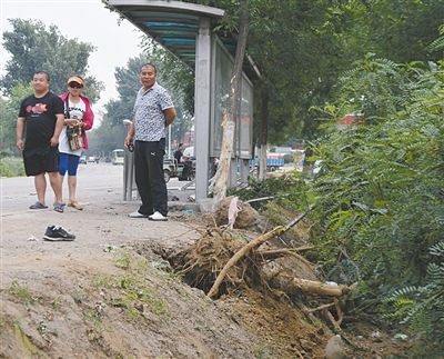 昨日，顾册公交站旁，一棵大树被连根撞倒。新京报记者 吴江 摄
