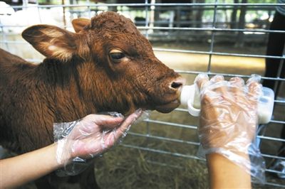 第一代转基因小牛在喝牛奶