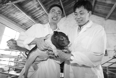 上海首例克隆猪"申申"满月