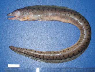 邵氏裸胸鯙鱼体呈褐色,体侧有三列黑褐色斑点.