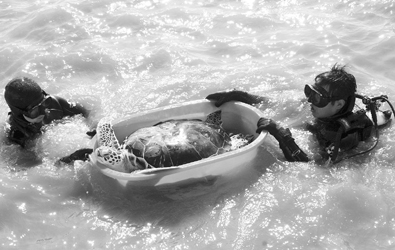 教育新闻 正文   上图:潜水员将海龟放回大海.金昊