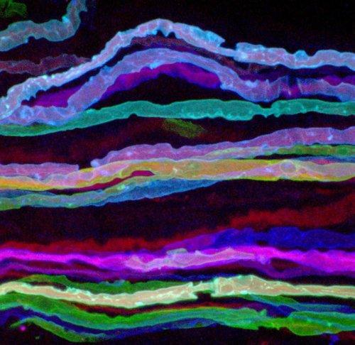 科学家打造大脑彩虹图像揭示神经活动