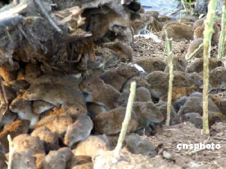 组图:洞庭湖田鼠侵入稻田村庄