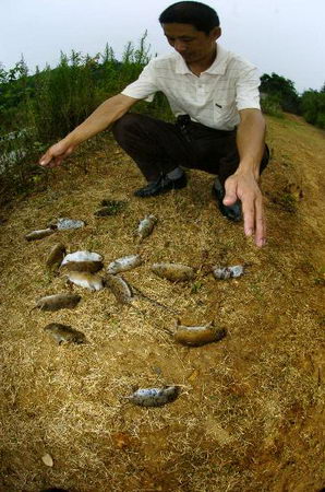 图文:村民在洞庭湖边清理被打死的东方田鼠