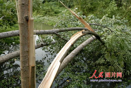 图文:树木被拦腰折断