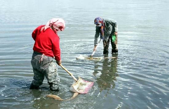 图文:新疆巴里坤农牧民喜捞"金沙子"