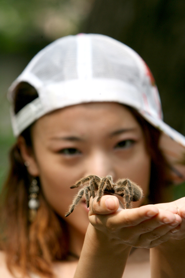 图文:抓只蜘蛛来当宠物