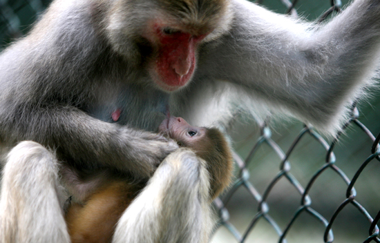 图文:母猴正在哺乳自己的幼崽