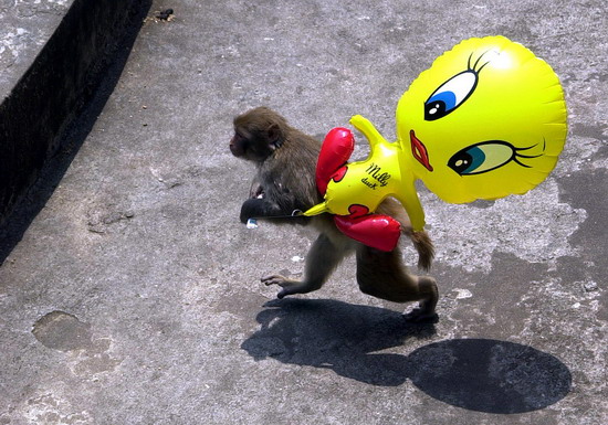 日,长沙市动物园,游客不慎将一只卡通球掉入猴园的,猴子看见后拿着跑