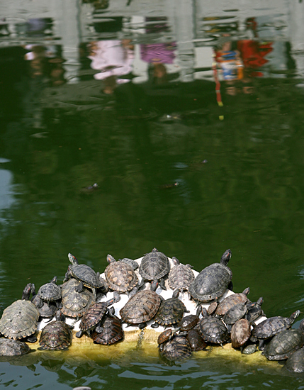 图文武汉归元寺许愿池乌龟齐晒太阳