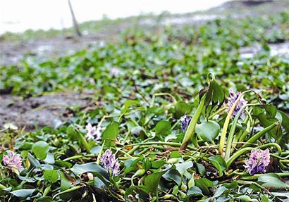 图文:水葫芦入侵汉口江滩