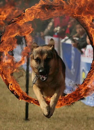 图文:一条警犬正在从火圈中跳过
