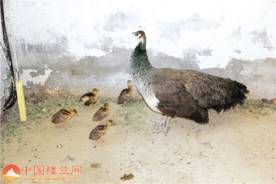 新疆库尔勒龙山公园一只蓝孔雀孵出5只宝宝(图)