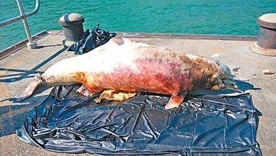 专家在大榄涌水警基地检验在大、小磨刀海面漂浮的中华白海豚尸体。来源：香港《文汇报》