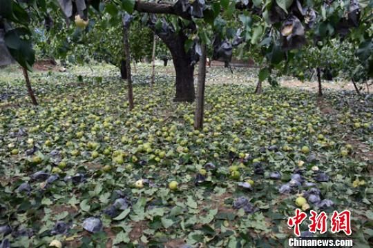 冰雹过后，河北曲阳梨园内烂梨遍地。 郭英焜 摄西赵厂村村民候秀轻看着树上的伤梨欲哭无泪。 郭英焜 摄