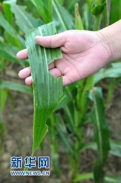 这是荥阳市广武镇寨峪村被蝗虫咬噬的玉米叶（8月30日摄）。新华社记者 李博 摄
