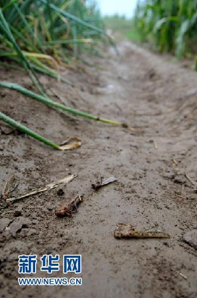 这是荥阳市广武镇寨峪村被蝗虫咬噬的玉米叶（8月30日摄）。新华社记者 李博 摄