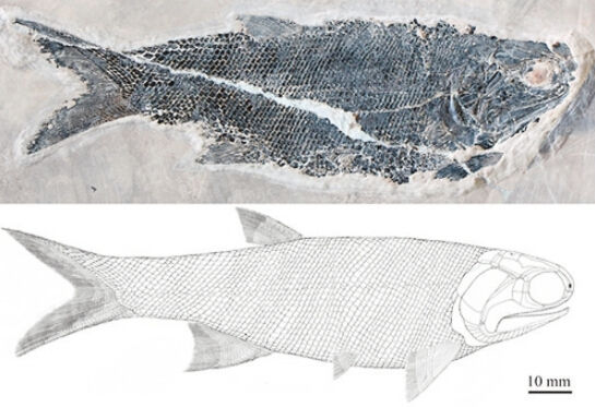 尼尔森翼鳕正型标本(IVPP V20000)和复原图（徐光辉供图）