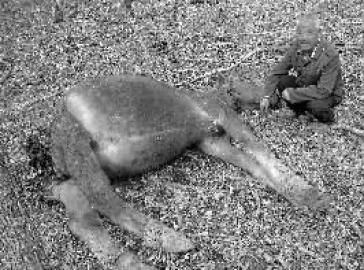 臧良传的带崽母马被咬死