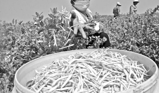 南北金银花之争仍在继续 CFP 供图