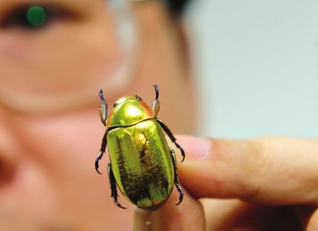 　　国内唯一一只宝石金龟子标本