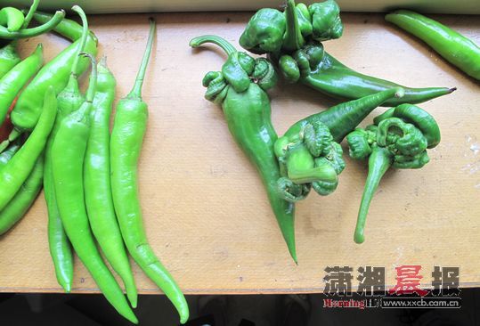 　　怪异的辣椒。图/记者吴静