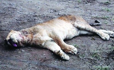 　　被“围攻”的狮子躺在地上。网友供图