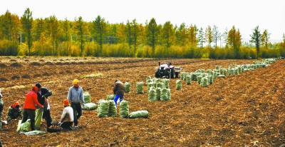 图为内蒙古农民起收土豆。