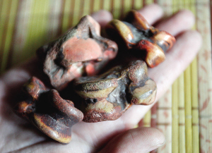 　　“嘎拉哈”这个名字源自满语