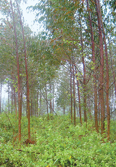 　　海南省万宁市后安镇乐来管区晒日坑村的桉树林。
