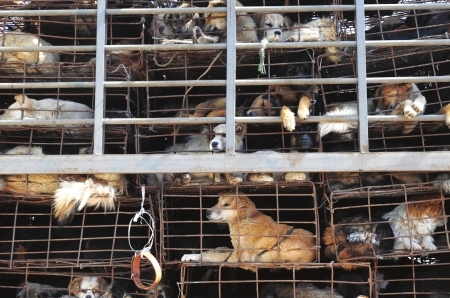 　　在昆明王家桥派出所，志愿者堵住一辆由四川运往广西的运狗车。