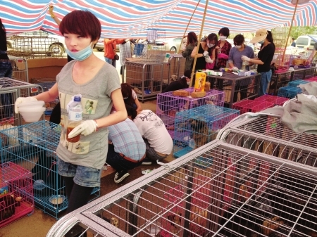 　　志愿者们在救助狗。