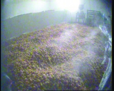 　　硫磺熏杏肉。央视截图