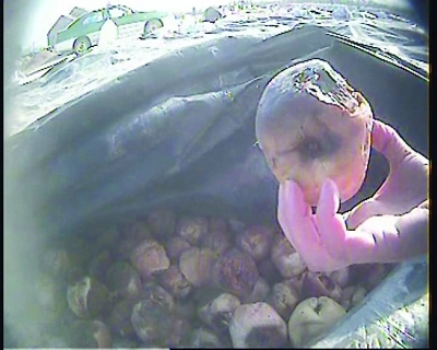 　　作为蜜饯原料的水果已经腐烂。