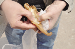 人造猪耳朵很容易剥开 新华社发