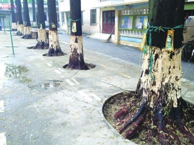 拍过戏的水杉树集体生病