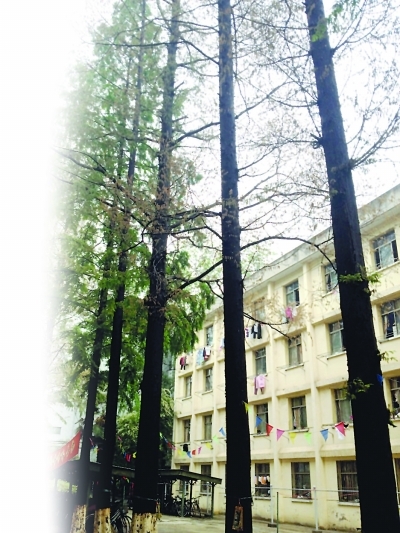 与其它健康的水杉相比，生病的水杉树树叶都快掉光