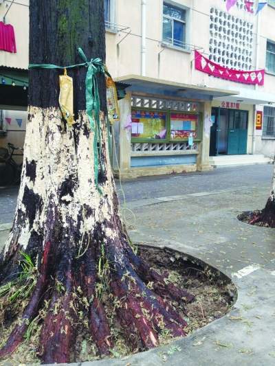 每一棵大量掉叶的水杉树上都在输营养液