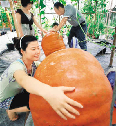 　　图为经过太空育种而成的超级南瓜。