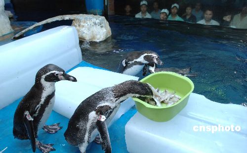 图:为解暑 福州企鹅吃上冰冻食品