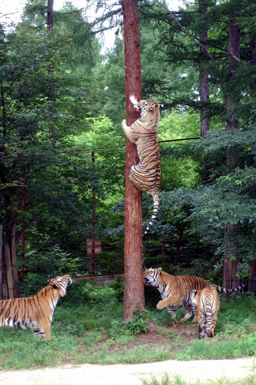老虎上树