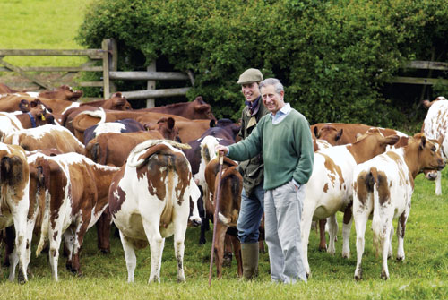 查尔斯种菜养牛20年