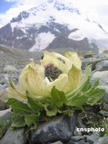 导演张国立尹力签名保护天山雪莲