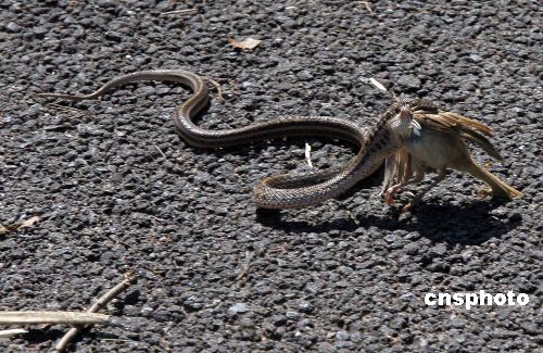 图:辽宁仙子湖风景区上演"蛇吞鸟"